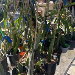 Dragon Fruit Plants