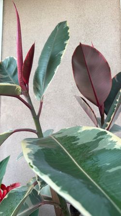 Pink Rubber Plant Ficus Elastica Tineke