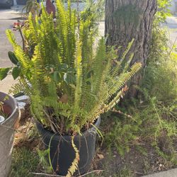 Green Plant Furn Big Planter