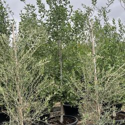 Fantex ash ,Arizona ash