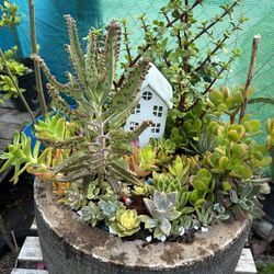 Succulents Arrangements En Tronko 