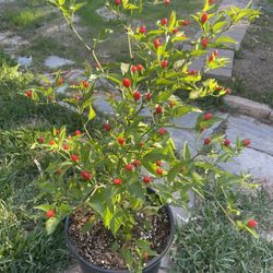  Chile CHILTEPIN Plants For Sale ! ! ! 