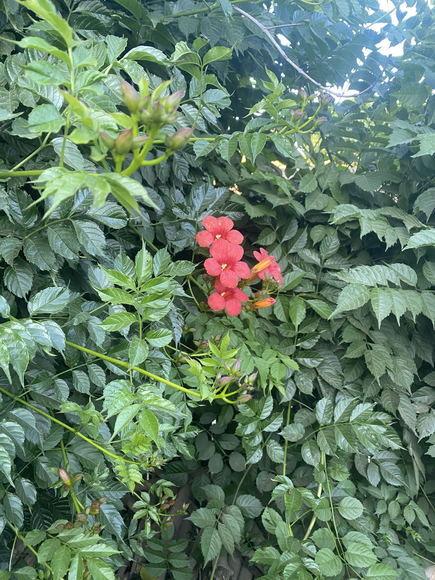 Red Trumpet Vine