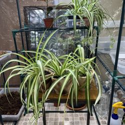 Three Spider Plants 