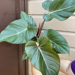 6” philodendron summer glory 