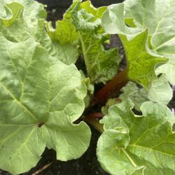 Rhubarb Plants