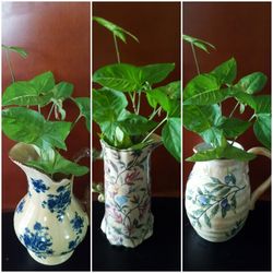 Ceramic Vessel with Syngonium Plant