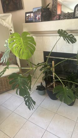 Plants -living
