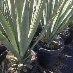 Agave Blue Tequila. Plant