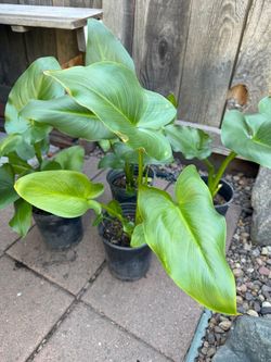 Giant Calla lilies, in gal pot , each $9