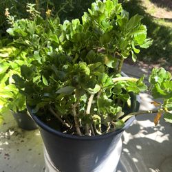 Florist Kalanchoe