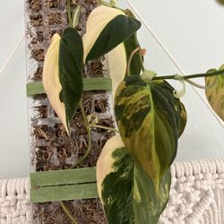 Variegated Aurea Phildendron Mican Plant Rare 22+ nodes 