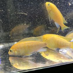 Yellow Mbuna Fish Tank