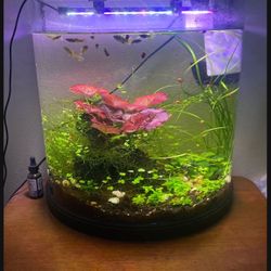 Aquarium Live Plants And Decorations 
