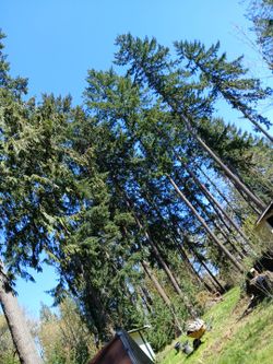 Free Douglas Firs