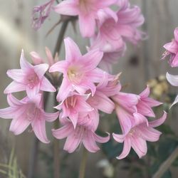  Beautiful Flowers, This Is The Nacket Lady Cut And Make Your Own Arrangements, $1 Each Cutting  And It Has Beautiful Smile 