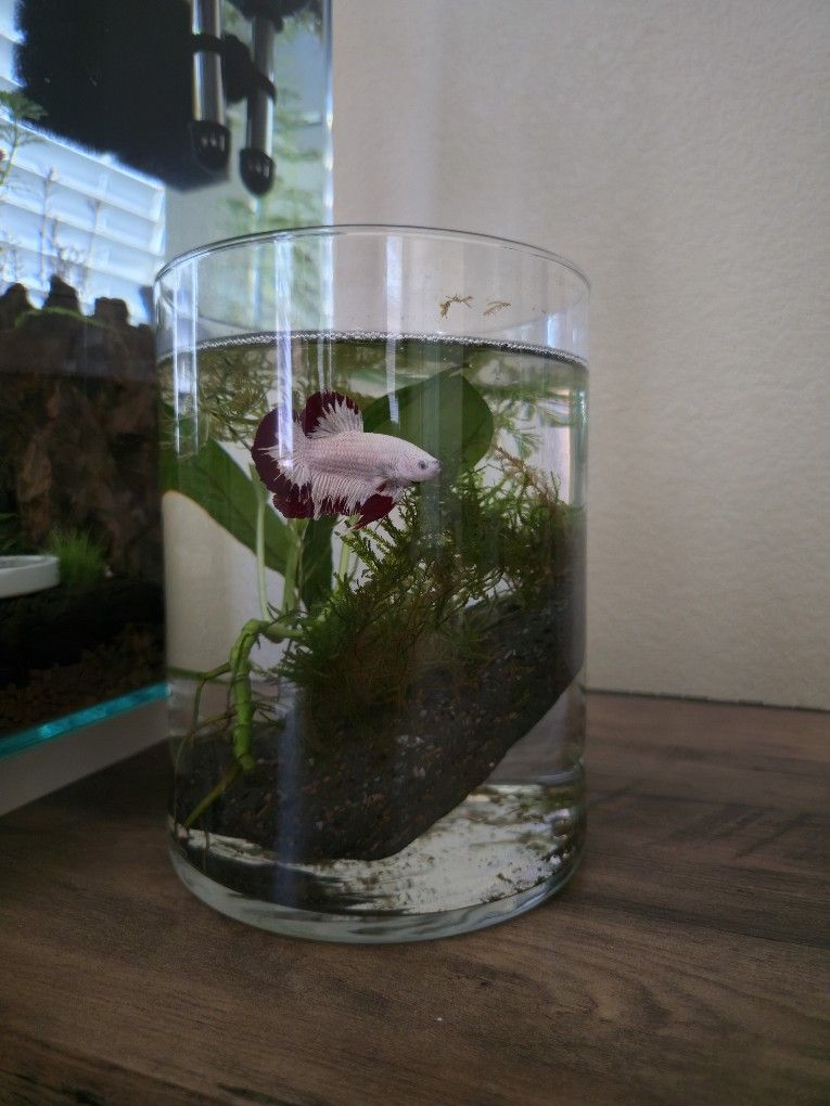 Glass Cylinder Fish Tank