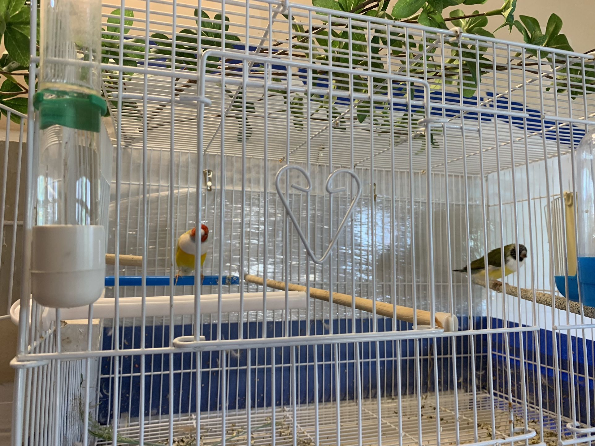 Lady Gouldian finches