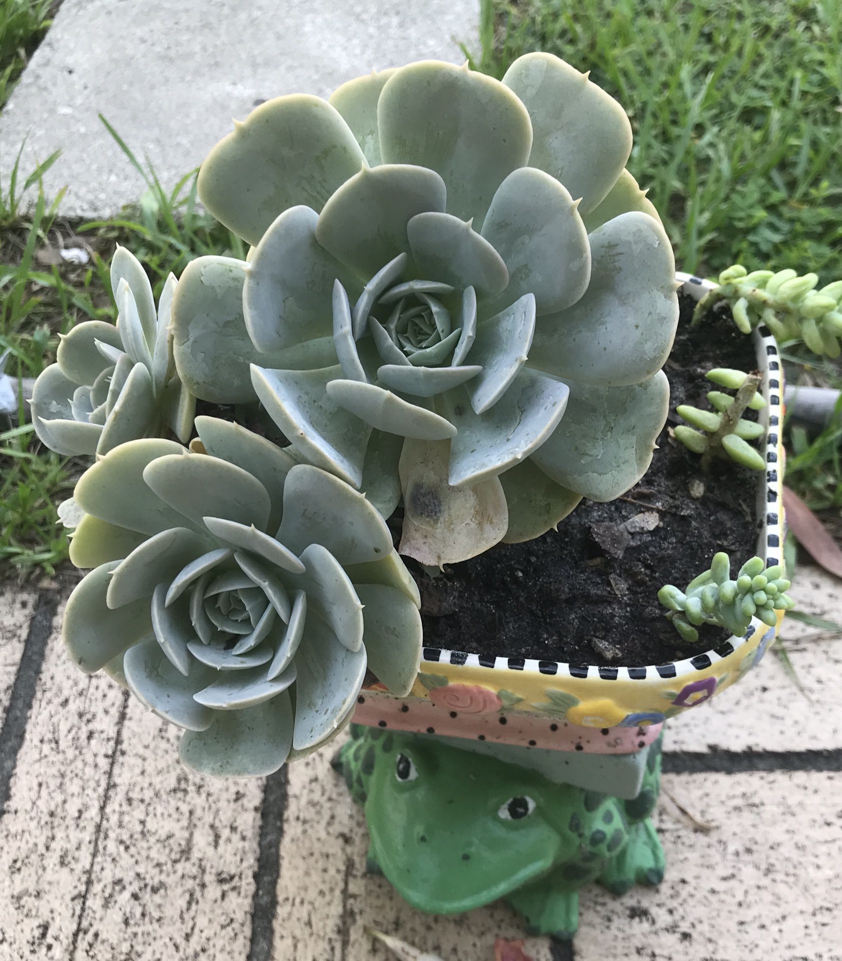 Beautiful Succulent with a Frog’s Stan. The plant only $12.