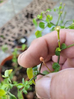 Live Chiltepin Pepper, Flowering And Fruiting.
