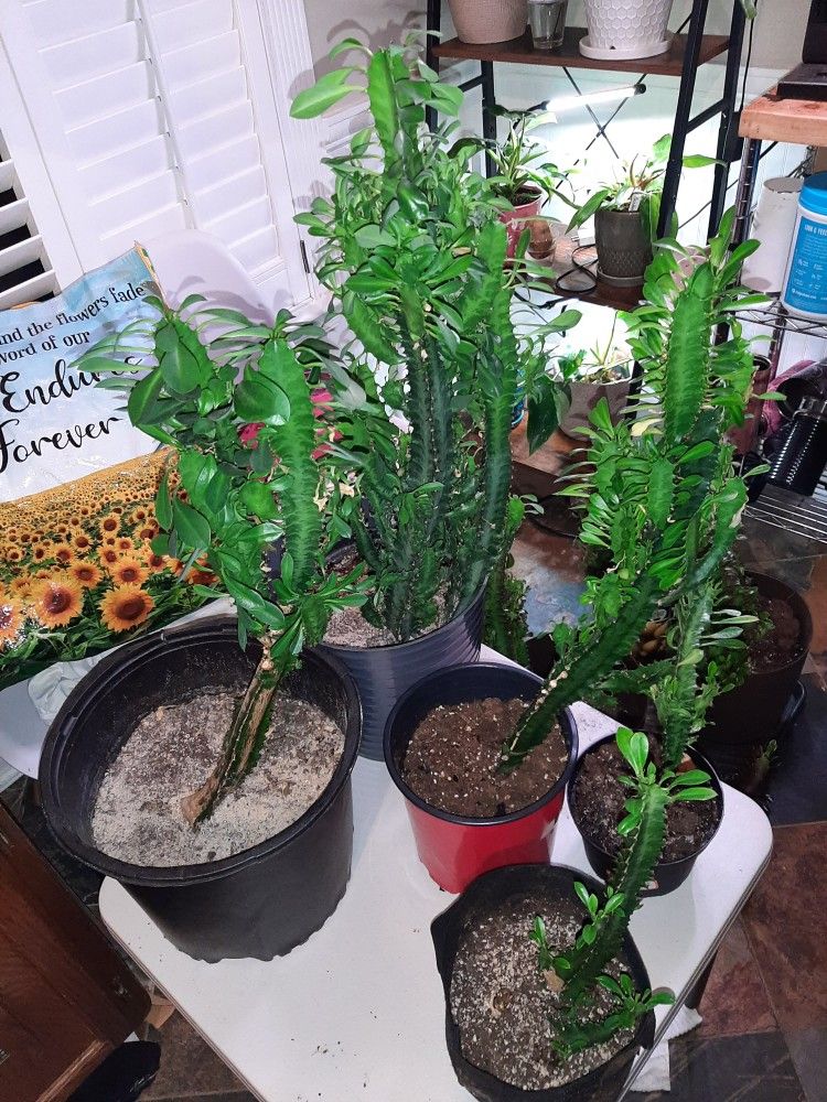 African Milk Trees