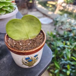 HOYA HEART IN POT $10  SAN LORENZO. SKYLINE SUCCULENTS 