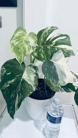 Monstera Albo