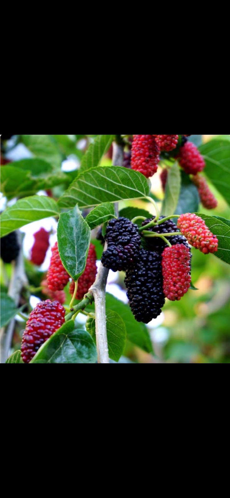 Female Fruiting Mulberry Tree