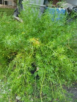 Bonita planta ...$27  grande lista para Jardin   ..2 disponiblea