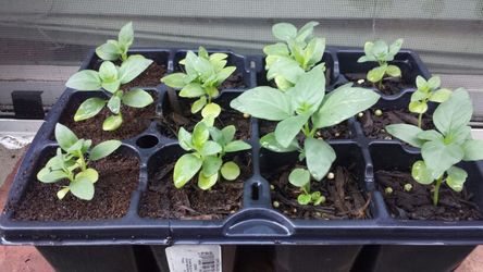 Potted corasandra firecracker seed Kanakambaram plant