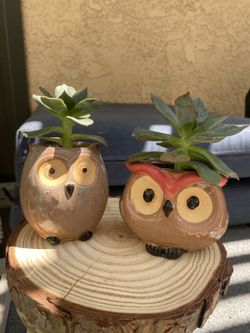 cute owl planters 