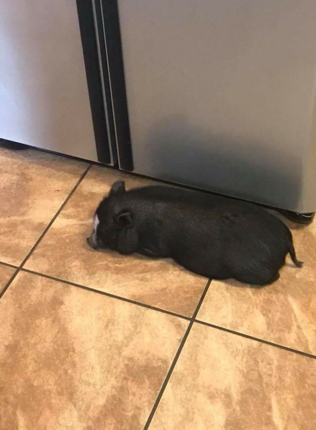 Potbelly pig