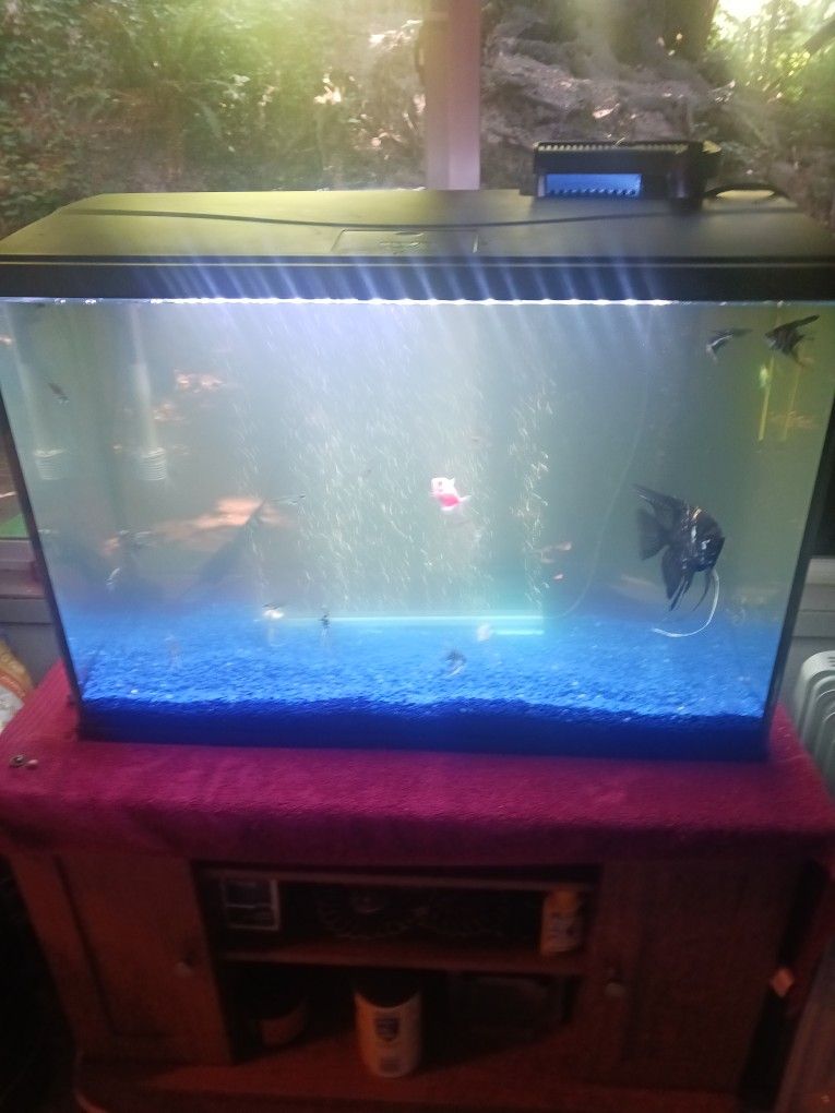 Fish Tank