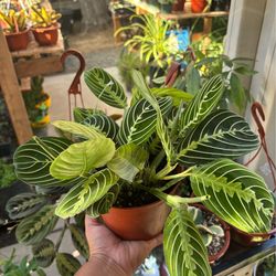 Maranta green prayer plants 🪴 🌿🌿