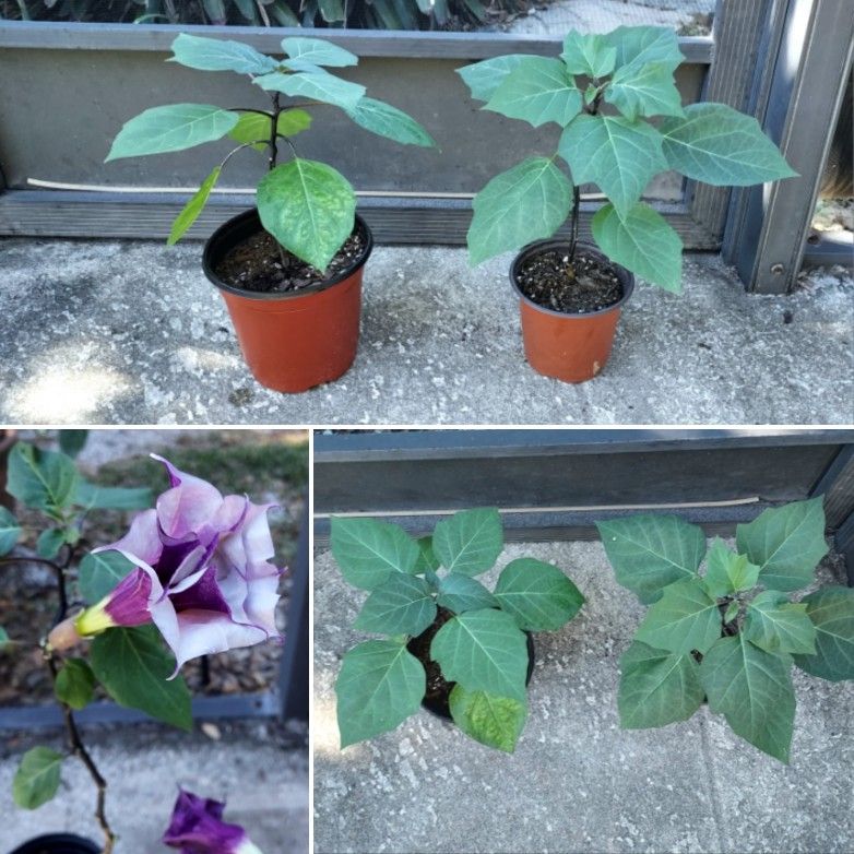Purple / White Double Ruffle Devil's Trumpet /Datura plant.
