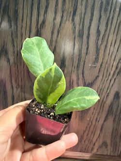 hoya obscura variegated
