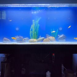 180gallon Aquarium Fish Tank