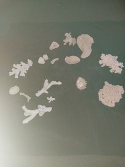 Natural coral