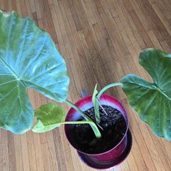 Alocasia plant-$25. Pick-up In Aurora.