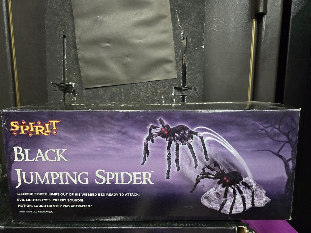 Black Jumping Spider