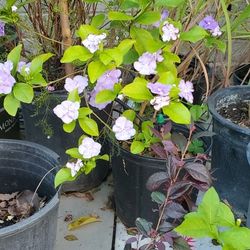 #1  5gallon Flowering Plant Yesterday, today, and tomorrow ( Hoy, mañana, y siempre)