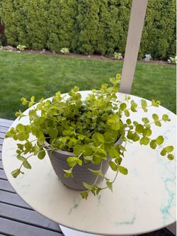 Golden Creeping Jenny ‘Aurea’ Lysimachia Nummularia (Outdoor & Indoor Live Plant)
