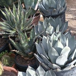 Agaves Plants.
