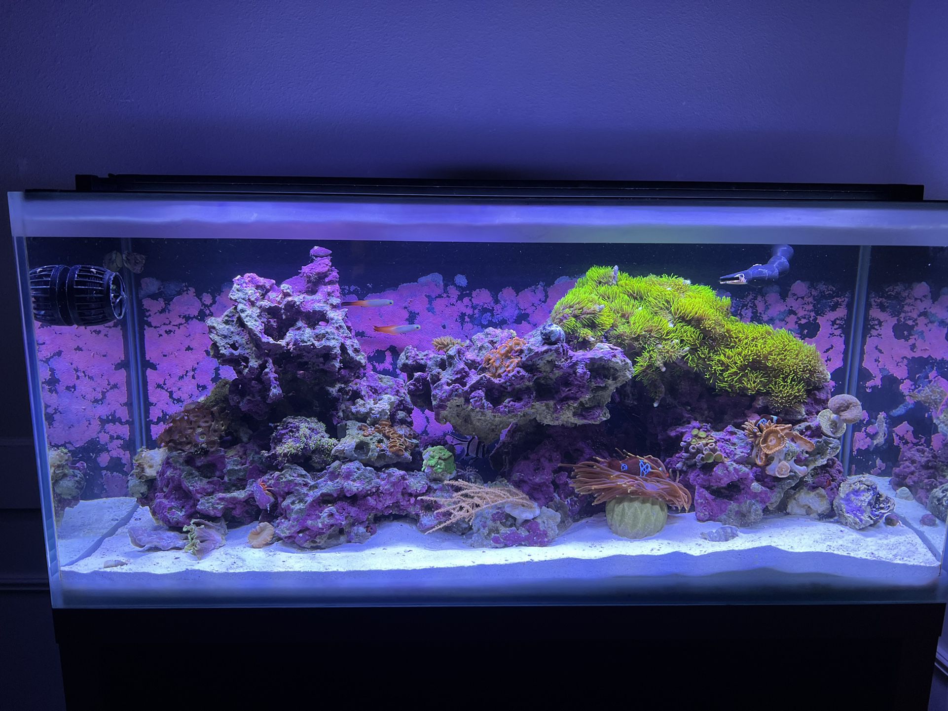 Fluval 40g AIO Reef Aquarium Fish Tank Complete 