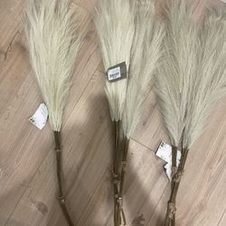 Pampas Grass