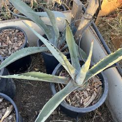 Blue Agave Plants $15 Each