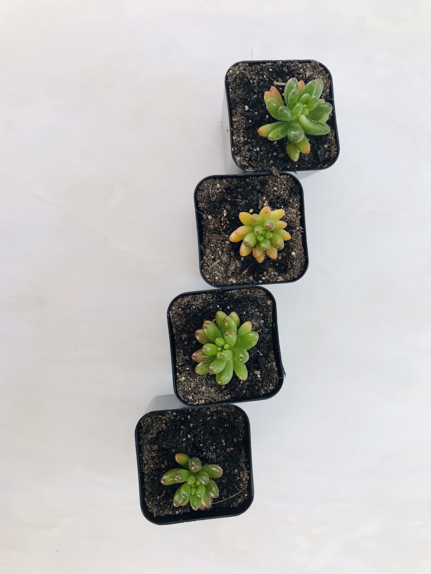Set of 4 jelly bean succulents
