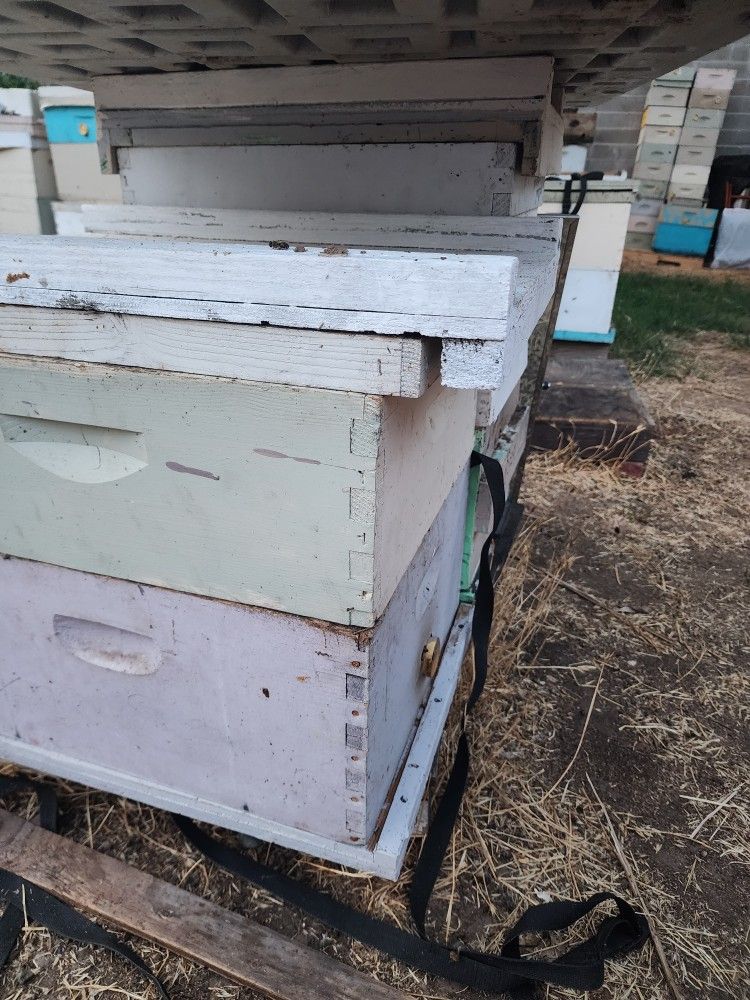 Bee Hive Boxes With 10 Frames, Honey +