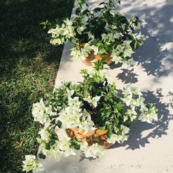 Bougainvilleas White Variegated Plant Flower Planter Pot Outdoor Garden
