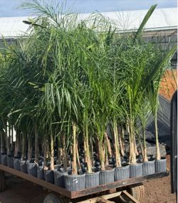 Queen palms trees 5g $20